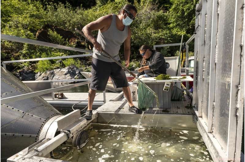 Oregon-California Water Crisis Hits Boiling Point: Drought Threatens Klamath River Ecosystem