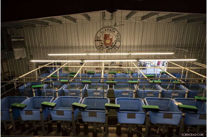 Oregon-California Water Crisis Hits Boiling Point: Drought Threatens Klamath River Ecosystem