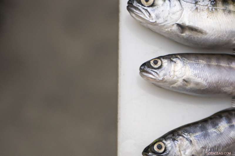 Oregon-California Water Crisis Hits Boiling Point: Drought Threatens Klamath River Ecosystem