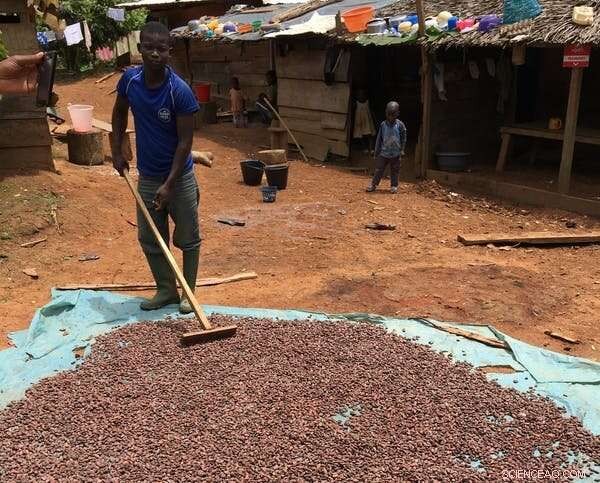 Chocolate Fix: How Cocoa Production Can End West Africa’s Deforestation