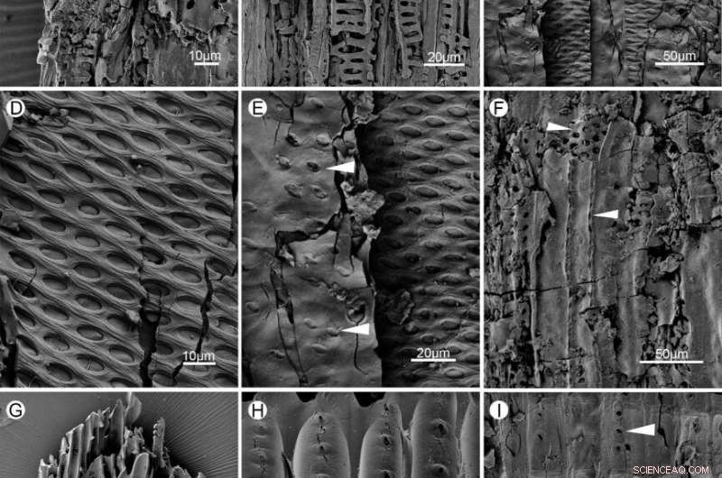 Wildfires During the Permian–Triassic Transition and Their Role in Shifting Ecosystem Vegetation