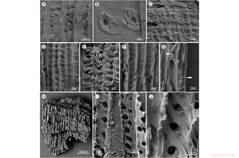 Wildfires During the Permian–Triassic Transition and Their Role in Shifting Ecosystem Vegetation