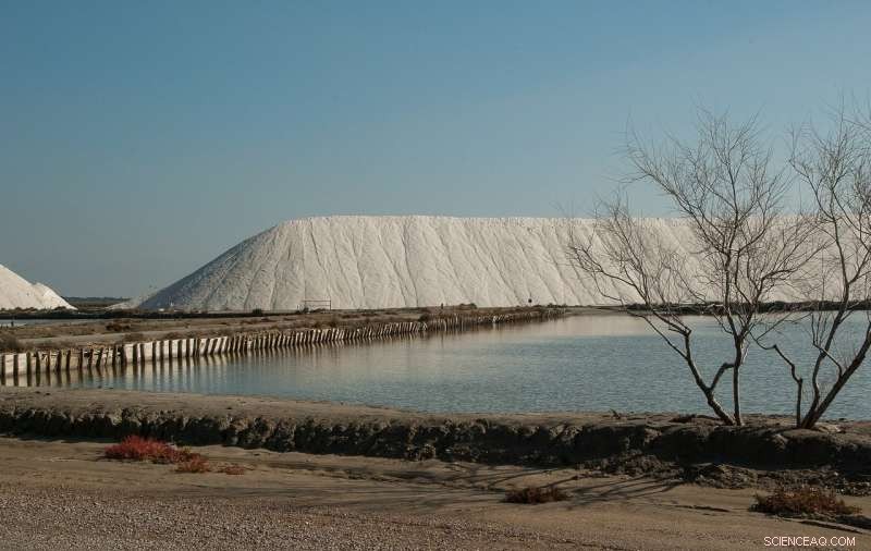 Assessing Aboveground Biomass and Spatial Patterns of Herbaceous Marsh Vegetation