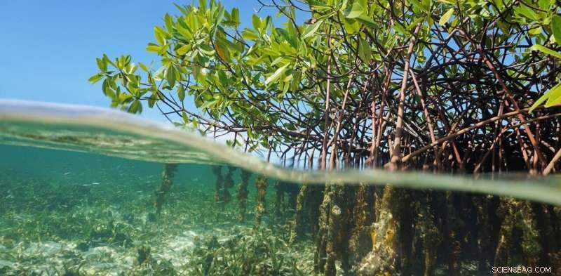 Rising Nitrous Oxide Emissions from Ocean Dead Zones Threaten Climate