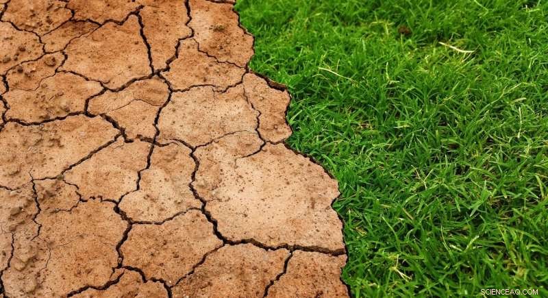 How Soil Microbes Power Grass Drought Resistance—Key to Climate Resilience
