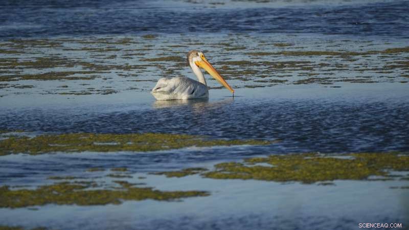 Great Salt Lake Drought Threatens Wildlife and Air Quality