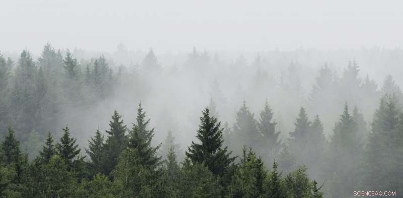 New Study Shows European Reforestation Boosts Rainfall