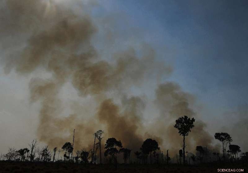 June Amazon Deforestation Reaches Record Level, Fourth Straight Month