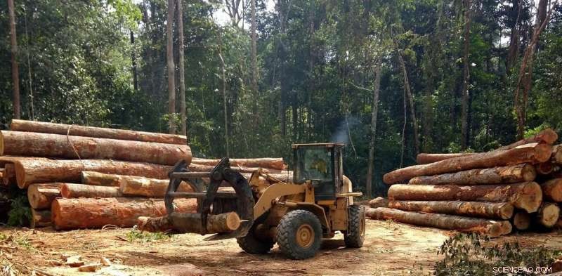 Deforestation in Brazil Remains a Persistent Challenge, Regardless of Leadership
