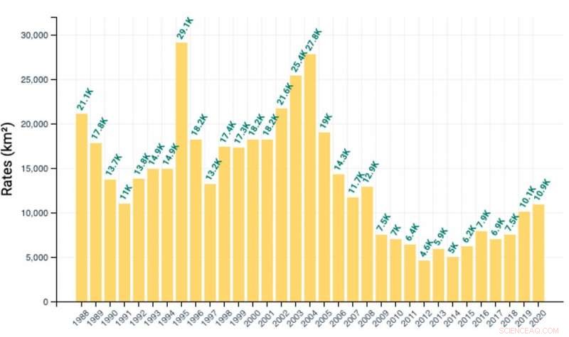 Deforestation in Brazil Remains a Persistent Challenge, Regardless of Leadership