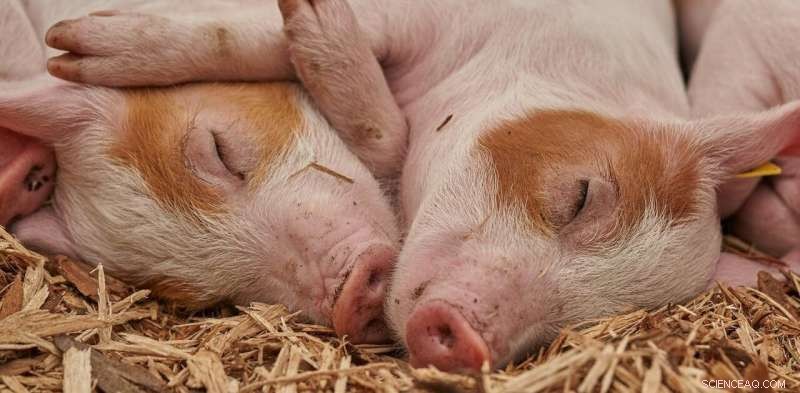 The UK Discards Millions of Tonnes of Food Annually—Effective Strategies to Curb Waste