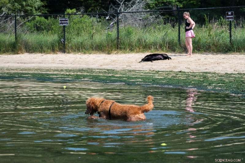 Massive Heatwave Engulfs US West, Prompting Emergency Measures in Canada