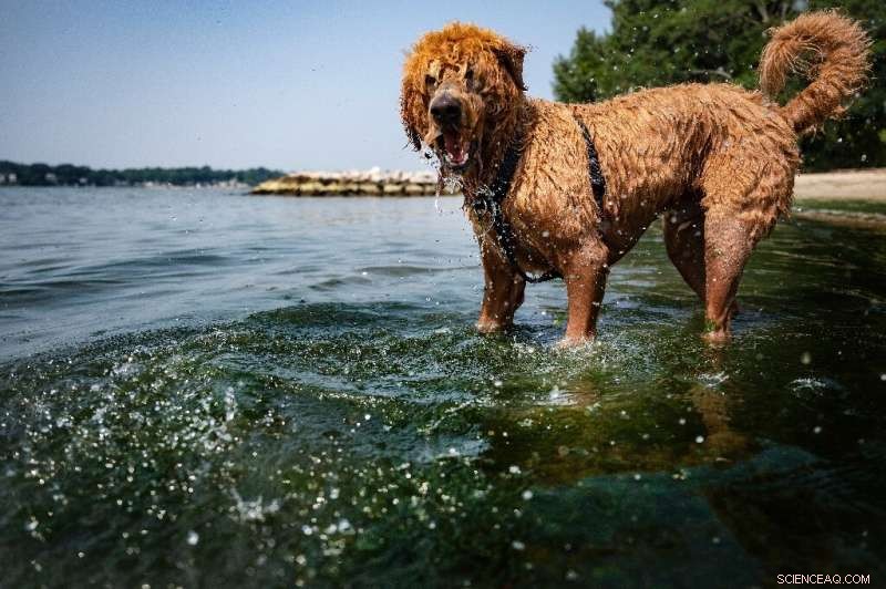 Heatwave Intensifies Wildfires, Threatening Over a Million Acres in Western US and Canada