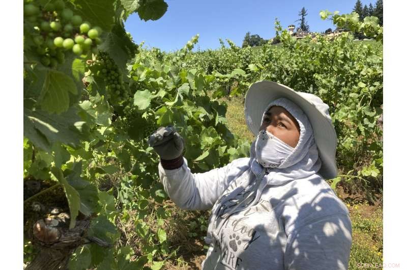 West Coast Vineyards Battle Intense Smoke and Record Heat