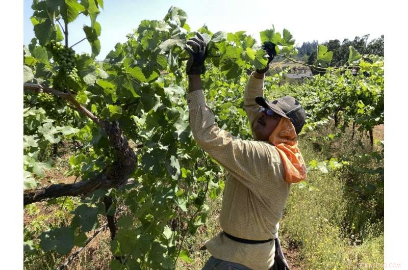 West Coast Vineyards Battle Intense Smoke and Record Heat