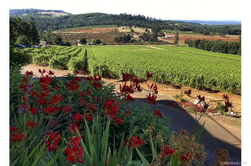 West Coast Vineyards Battle Intense Smoke and Record Heat