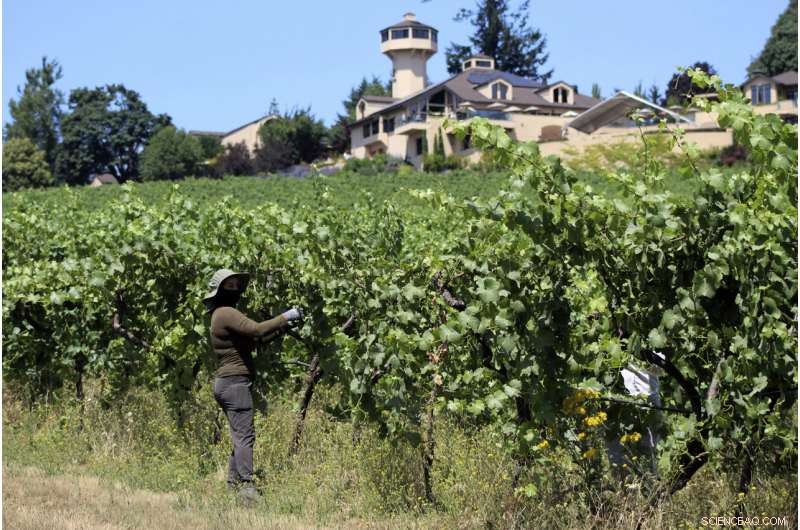 West Coast Vineyards Battle Intense Smoke and Record Heat
