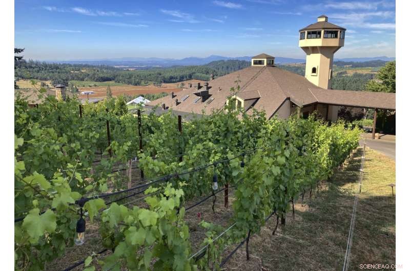 West Coast Vineyards Battle Intense Smoke and Record Heat