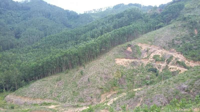 Accelerating Forest Clearance in Southeast Asia Drives Unprecedented Greenhouse Gas Emissions