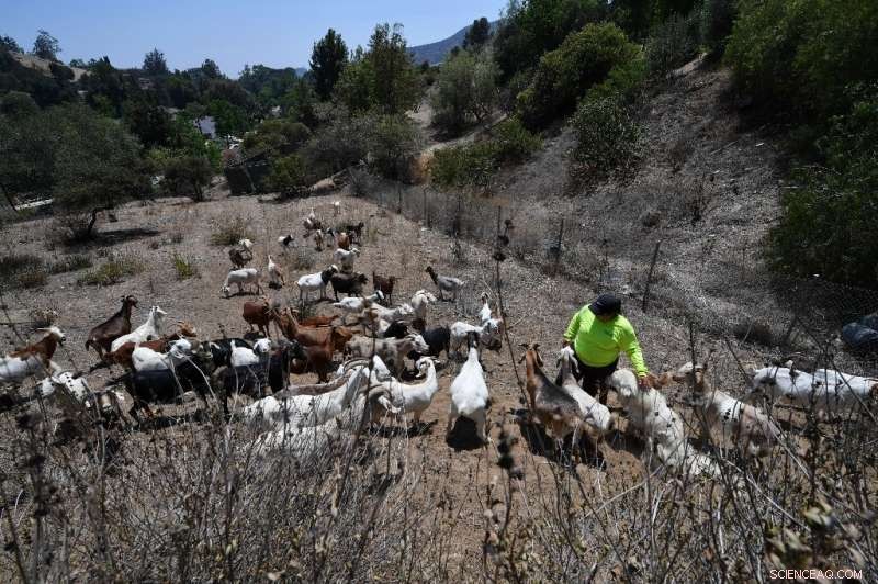 Goats: Unexpected Allies in California s Fight Against Wildfires