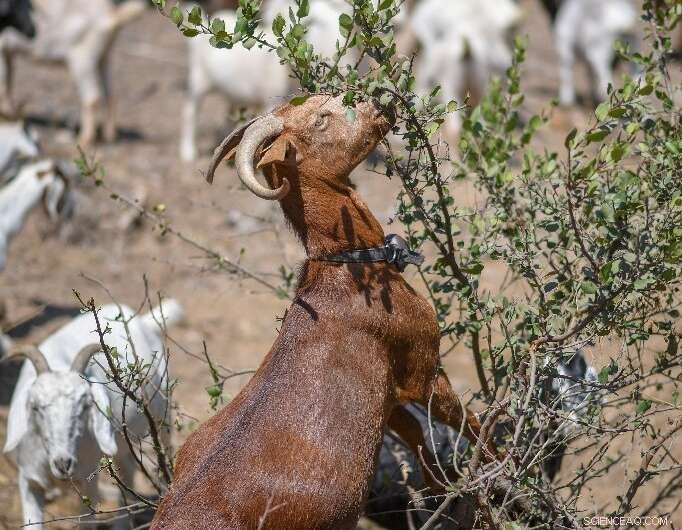 Goats: Unexpected Allies in California s Fight Against Wildfires