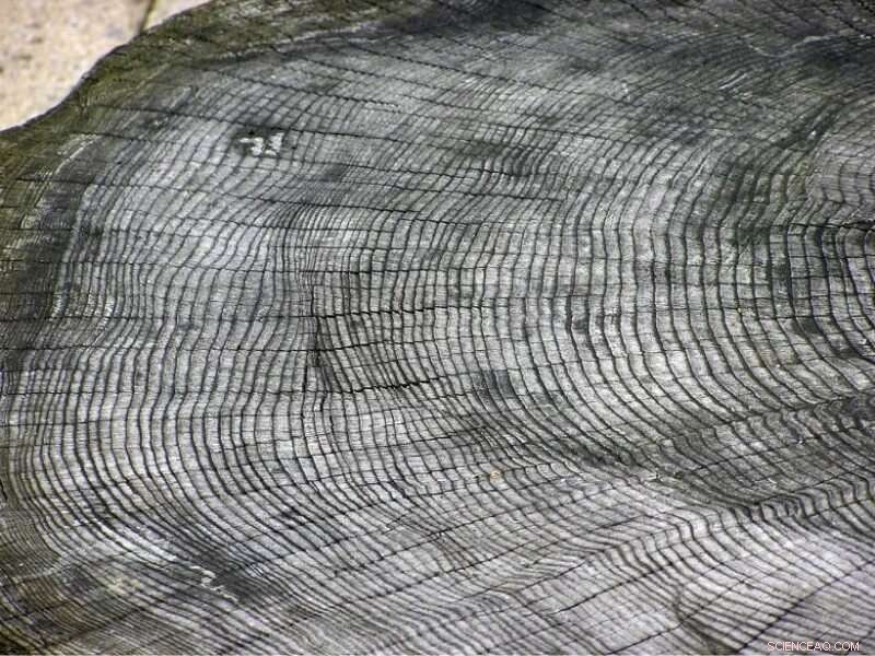 Newly Discovered Solar Storm Captured in Tree Rings, Unveiling Extreme Solar Activity