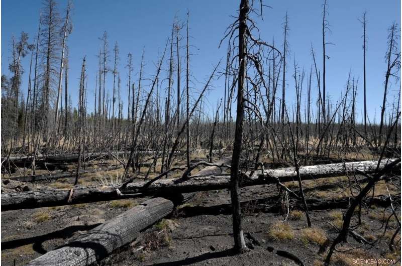 Climate Change and Wildfires: Reshaping Tomorrow’s Forests