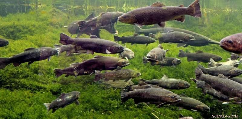 Summer Heatwaves Threaten Lakes and Rivers: Rising Temperatures Impact Waterways