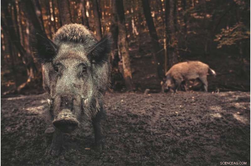 Wild Pigs  Carbon Footprint Surpasses a Million Cars