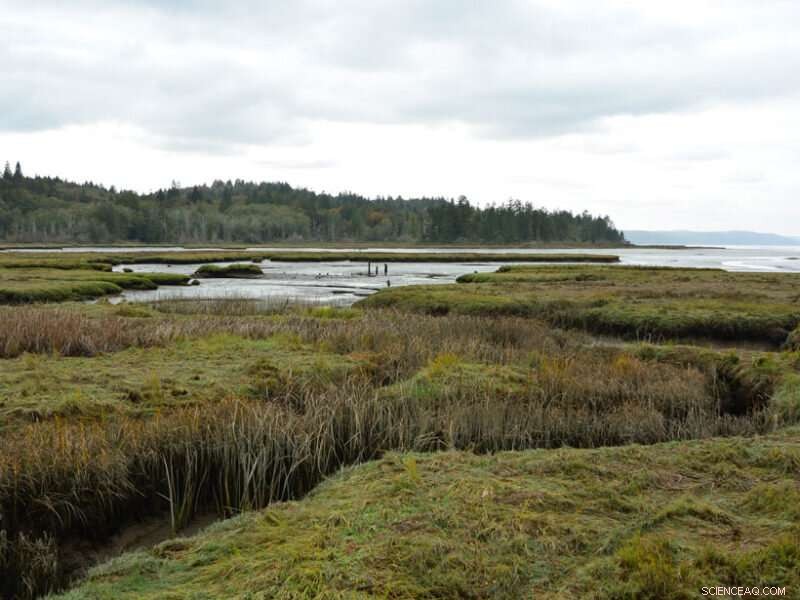 Half of U.S. Tidal Marshes Now Vulnerable to Sea-Level Rise