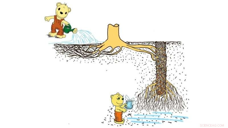 Innovative Biomechanical Technique Deepens Tree Roots to Enhance Drought Resilience