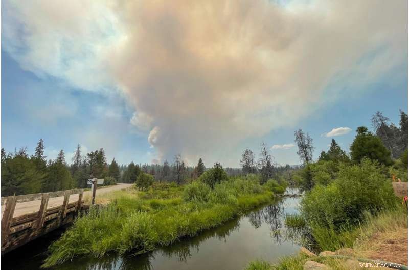 Massive Wildfire Challenges Decades of Forest Management Efforts