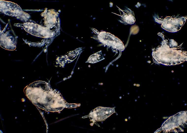 The Impact of Sinking Organic Matter on Seafloor Sediment Records