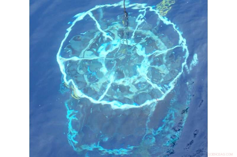 How Microorganisms Reveal Key Ocean Nutrient Dynamics