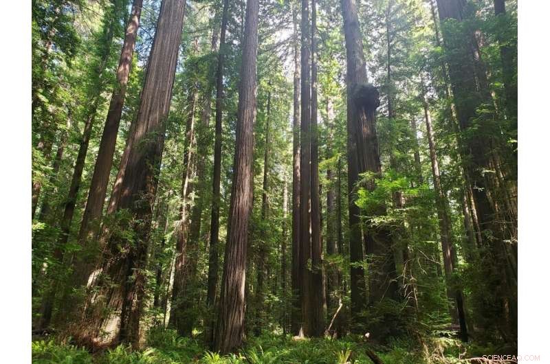 California s Carbon Mitigation Plans Face Hurdles from Climate Change, Study Finds