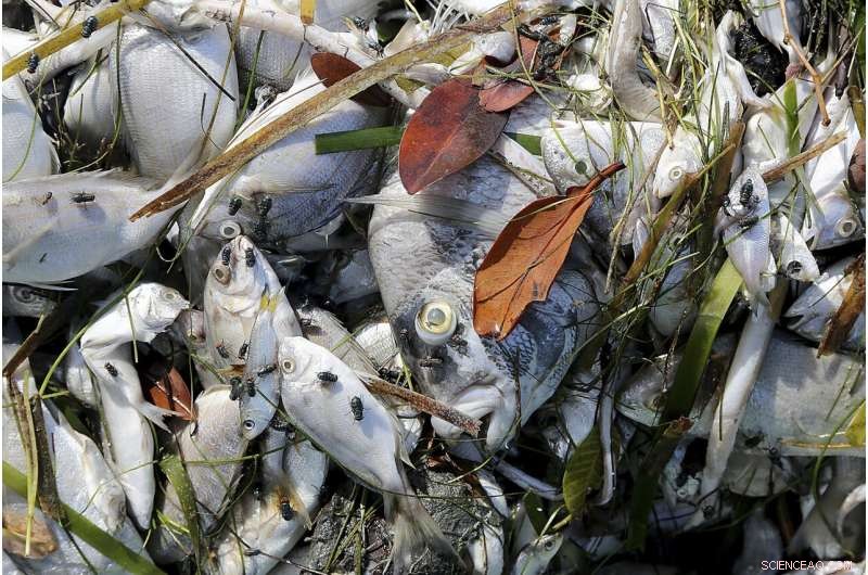 Red Tide Surge Triggers Respiratory Warning for Florida Beachgoers
