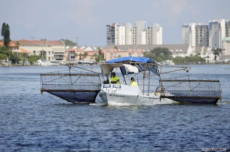 Red Tide Surge Triggers Respiratory Warning for Florida Beachgoers