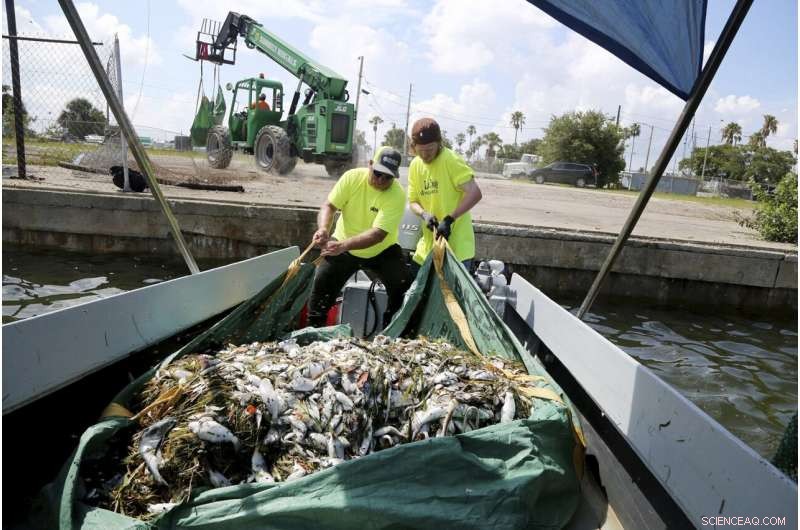 Red Tide Surge Triggers Respiratory Warning for Florida Beachgoers