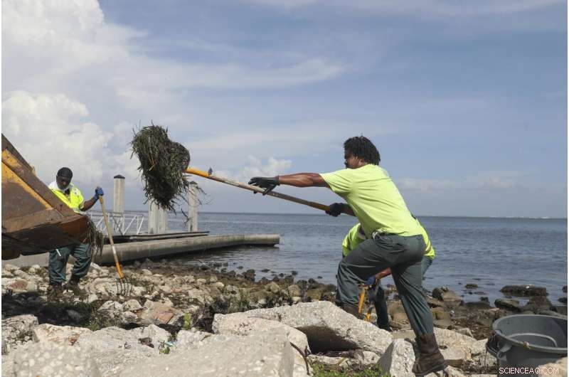 Red Tide Surge Triggers Respiratory Warning for Florida Beachgoers