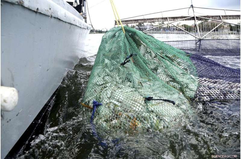 Red Tide Surge Triggers Respiratory Warning for Florida Beachgoers