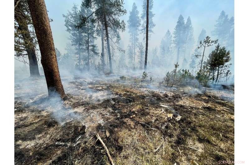 Record‑shattering Heatwaves Driven by Rapid Warming: New Study