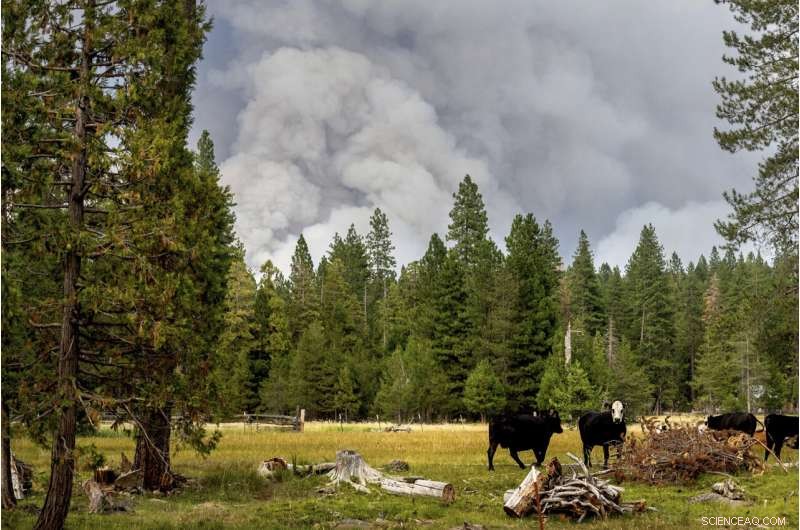 Western Wildfires Subside with Cooler Weather, Yet Damage Toll Rises