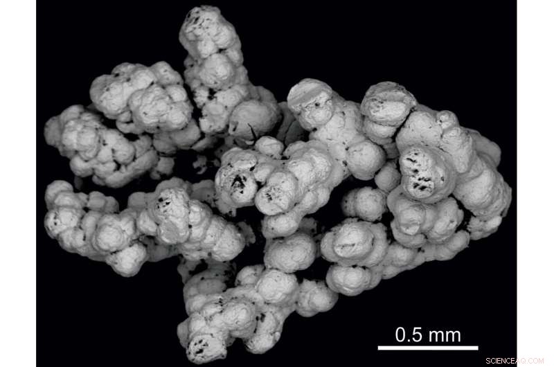 Selenium Could Sustain Deep Microbial Life Within Earth s Continental Crust