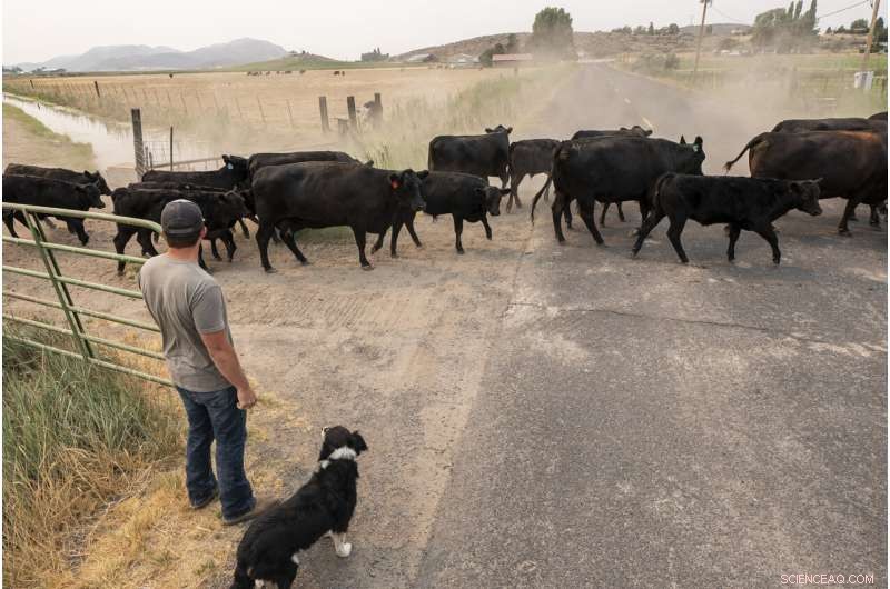 Homes Lose Water as Wells Dry Up in Drought-Stricken Basin