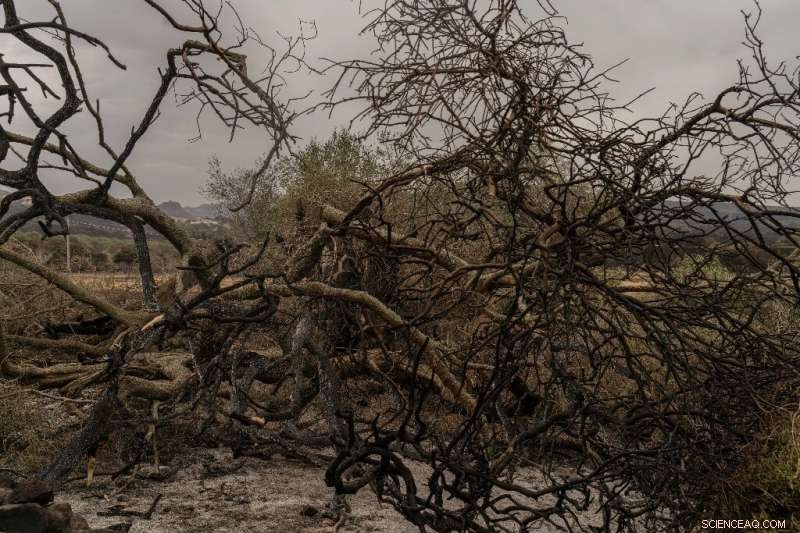 Sardinia s 1,000‑Year‑Old Olive Tree Faces Destruction After Fire: Community Rallies to Preserve Heritage
