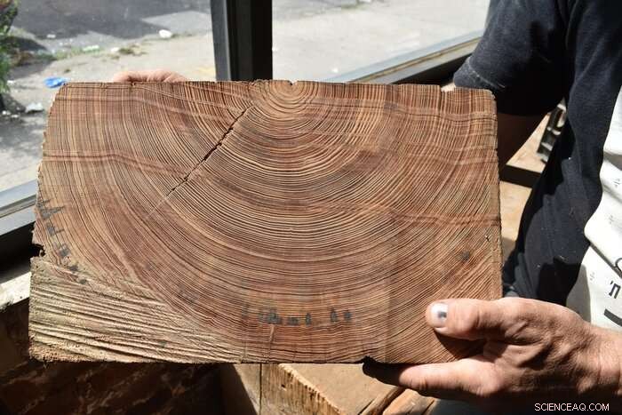 Discover New York City s Secret Old-Growth Forests