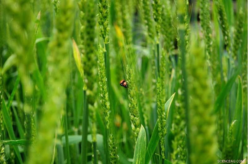 Indigenous Fire Management: A Proven Path to Protecting Global Biodiversity
