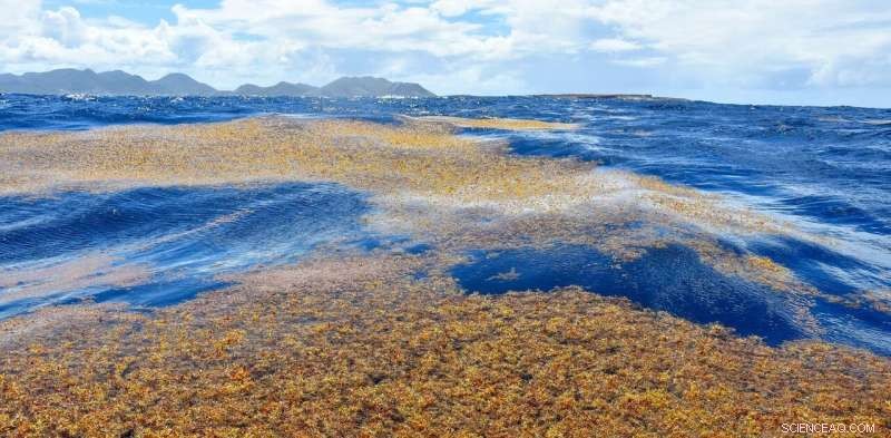 Unraveling the Causes Behind the Massive Sargassum Seaweed Blooms on Florida and Caribbean Beaches