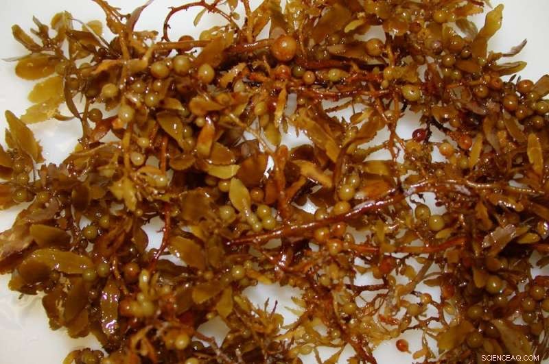 Unraveling the Causes Behind the Massive Sargassum Seaweed Blooms on Florida and Caribbean Beaches
