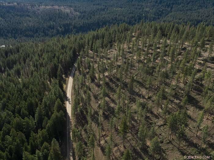 State of Science Report: Western Wildfires, Forests & Climate Change Insights